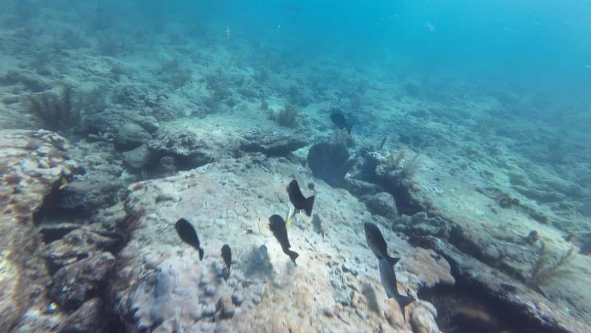 imagen n.º 26 de Fort Lauderdale: Excursión y alquiler de esnórquel SEABOB Ultimate actividad en Fort Lauderdale, subida por el proveedor