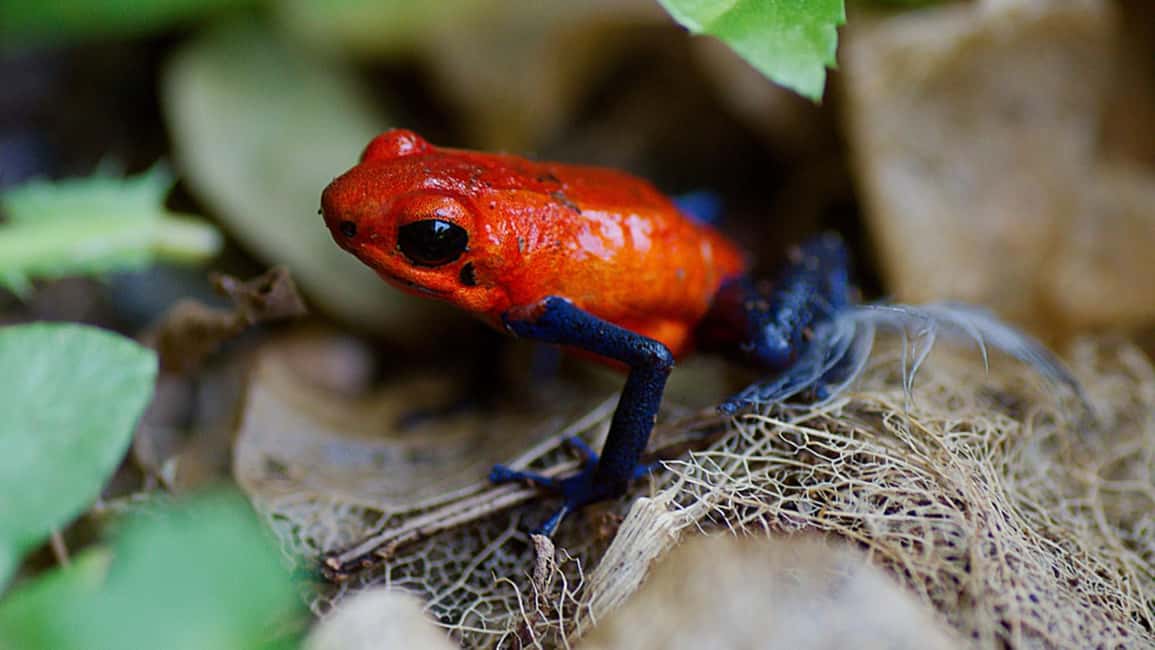 image n.36 of Carara National Park: Best Tour Carara National Park-One Day activity in Puntarenas Province, uploaded by supplier