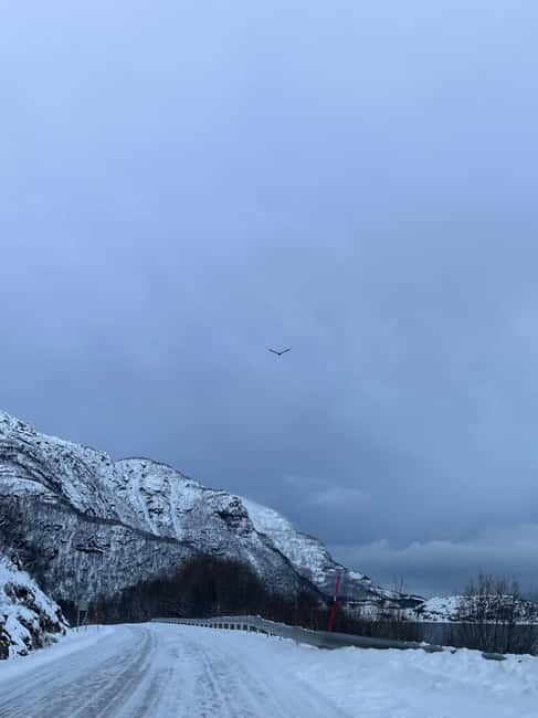 image n.1 of Narvik/Harstad:Day tour of Fjords with stop at Reindeer farm activity in Narvik, uploaded by supplier