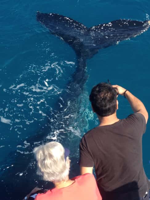 image n.7 of Noosa; Noosa Thriller Whale Watching activity in Noosaville, uploaded by supplier