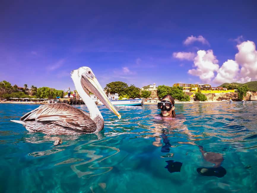 afbeelding n.11 van Curaçao: Playa Piskado Seabob Avontuur (Zeeschildpadden) activiteit in Curaçao, geüpload door aanbieder