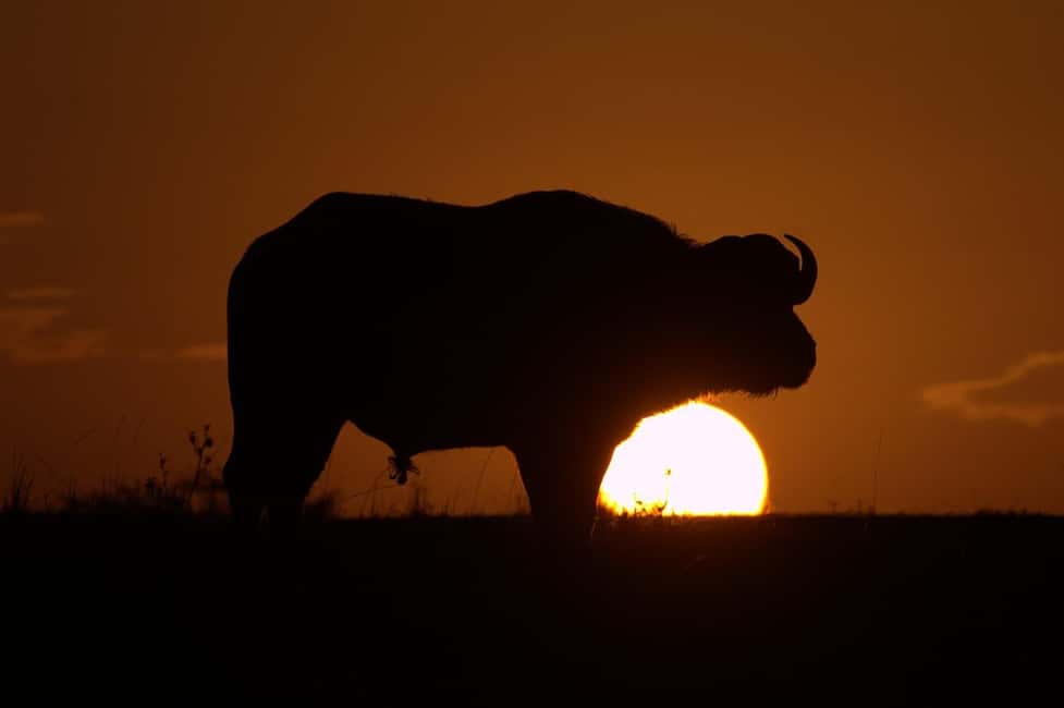Image N°15 de Depuis Nairobi : Excursion d'une journée au parc national d'Amboseli activité à Province centrale du Kenya, publiée par le prestataire
