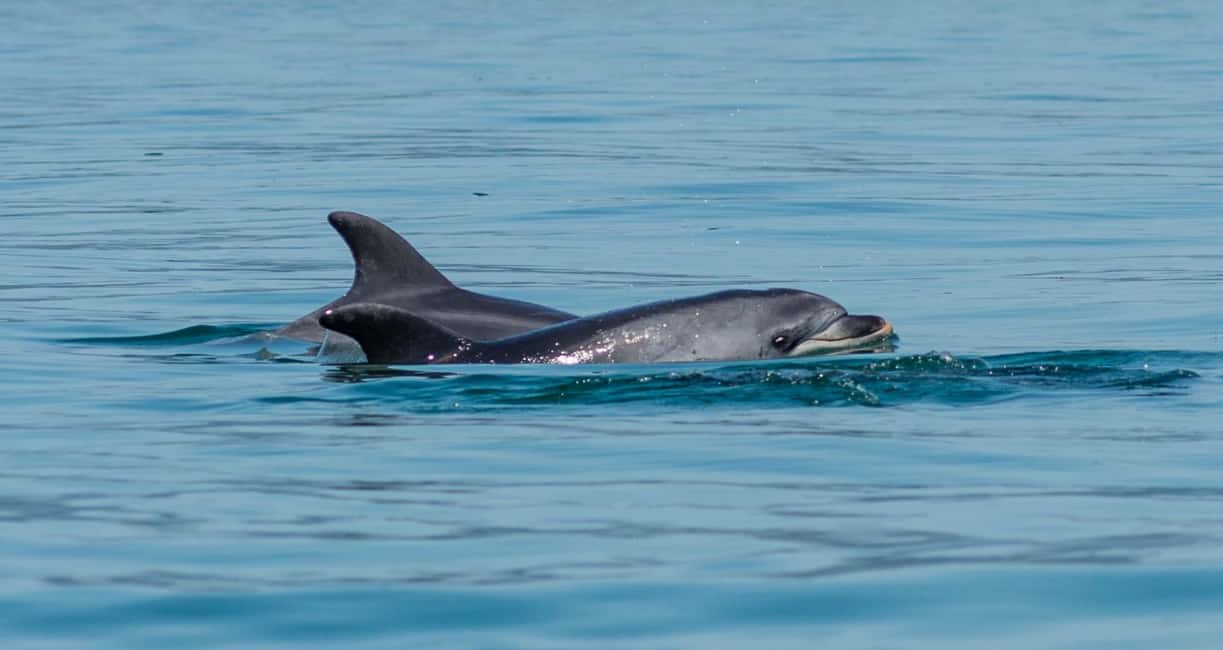 image n.11 of Setúbal: Dolphin Watching Boat Tour activity in Lisbon District, uploaded by supplier