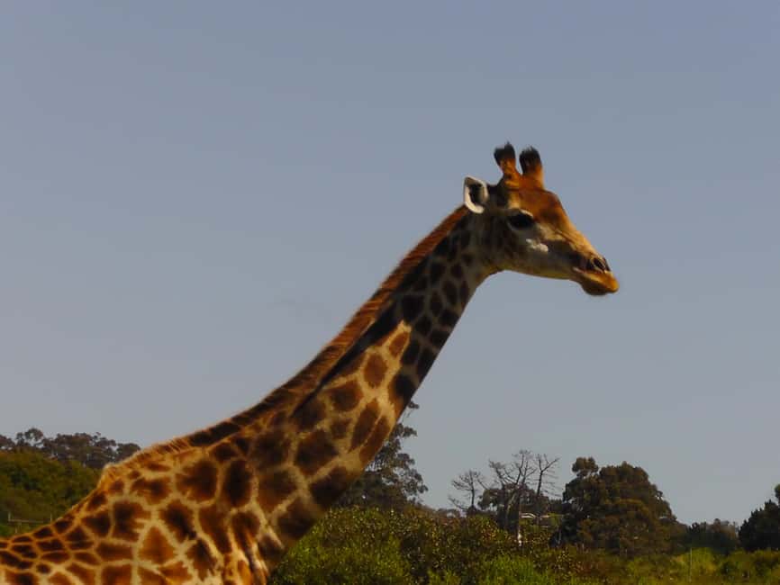 image n.11 of Port Elizabeth:2-Day Schotia Safaris & Addo Wildlife Reserve activity in Eastern Cape, uploaded by supplier