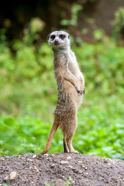 bilde nr.11 av Arnhem: Inngangsbillett til Burgers' Zoo aktivitet i Arnhem, lastet opp av leverandør