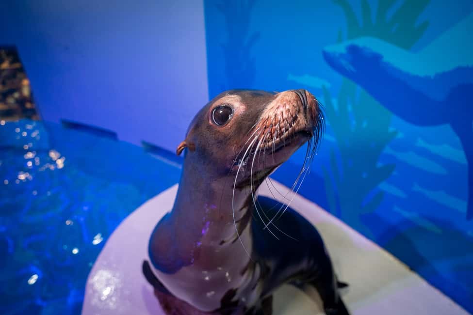 Obraz nr 7 z atrakcji Niagara: Aquarium of Niagara wstęp ogólny w Wodospad Niagara w USA, przesłany przez organizatora