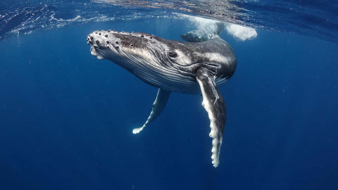 image n.2 of Tahiti island: Whale watching Experience activity in Puna'auia, uploaded by supplier