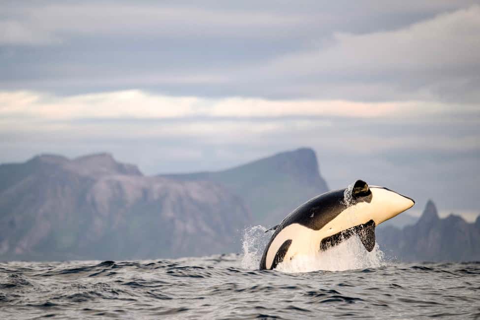 image n.1 of Bleik: Whale Watching by Speedboat with Puffins and Muffins activity in Nordland County, uploaded by supplier