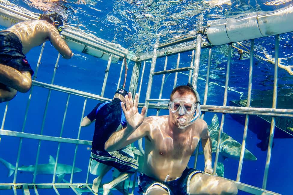image n.7 of Oahu: Shark Cage Dive on the North Shore activity in Honolulu, uploaded by supplier