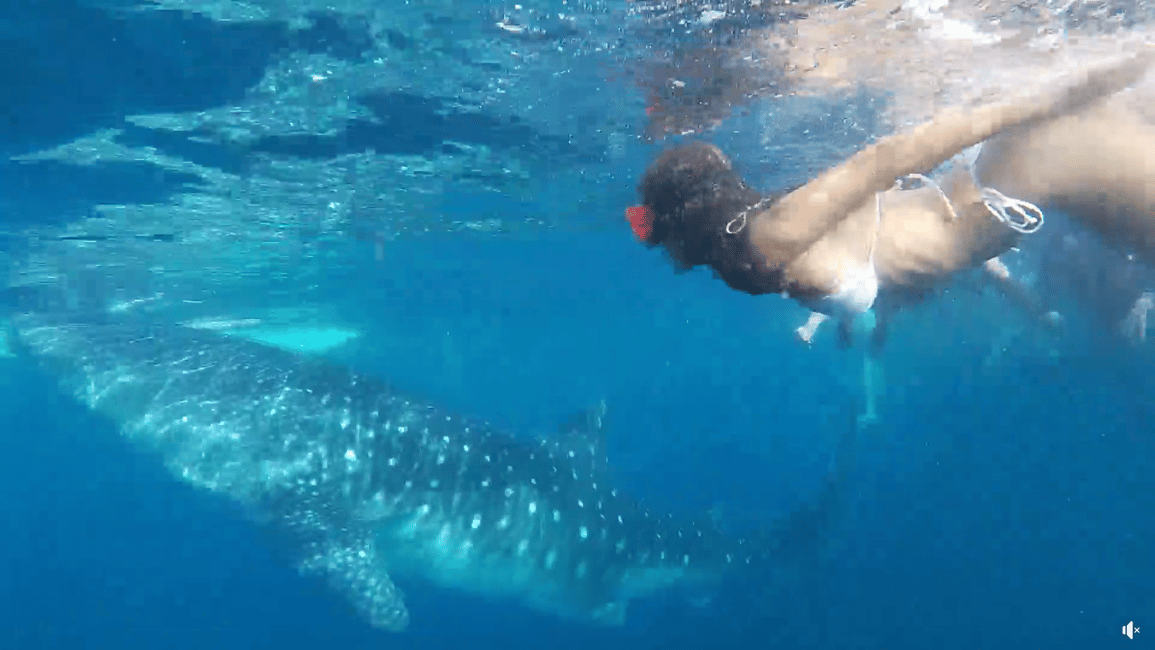 imagem n.2 de Cebu: Aventura de mergulho com tubarão-baleia em Oslob e Moalboal atividade em Oslob, carregada pelo fornecedor