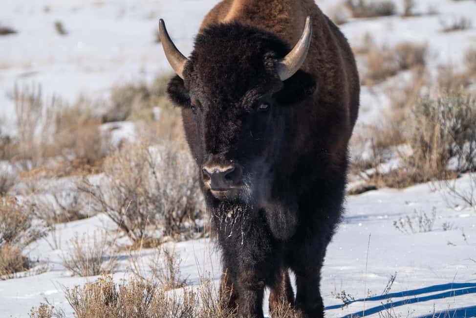image n.8 of Yellowstone National Park: 3 Day Wildlife Photography Tour activity in Wyoming, uploaded by supplier
