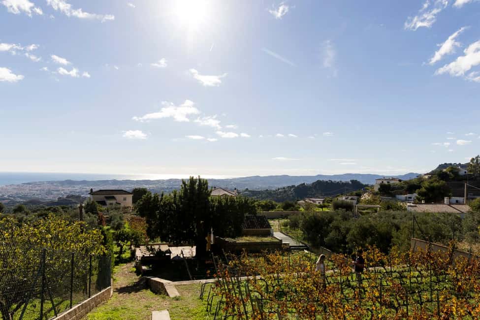 imagen n.º 7 de Málaga: Visita a viñedos y bodegas con 6 vinos de primera y tapas actividad en Málaga, subida por el proveedor