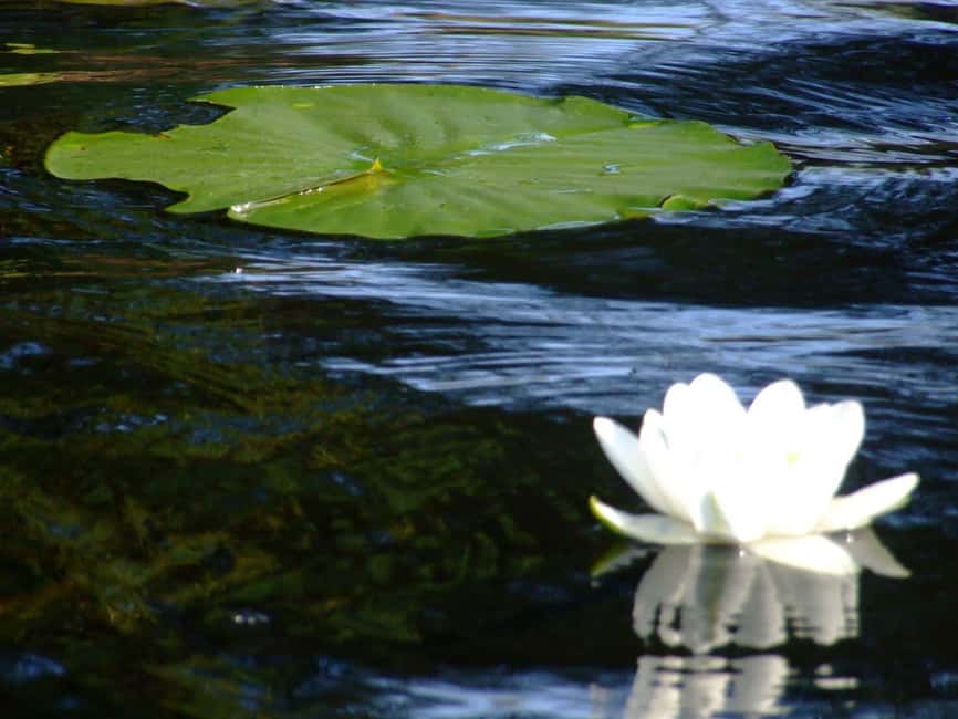 image n.2 of PREMIUM TOUR SMALL GROUP Bucharest: Day Trip to Danube Delta activity in Tulcea County, uploaded by supplier
