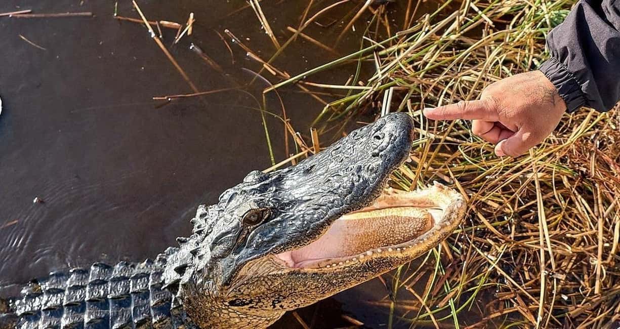 image n.1 of Miami: Everglades Full-Day Tour with 2 Boat Trips and Lunch activity in Florida, uploaded by supplier