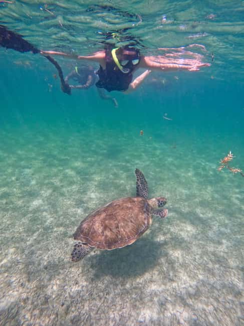 Obraz nr 7 z atrakcji Akumal: Snorkeling i zdjęcia z żółwiami w Akumal, przesłany przez organizatora