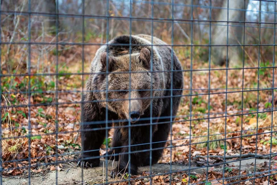 image n.9 of Legends&Wildlife Awaits: Dracula's Castle & Bear Sanctuary activity in Brasov, uploaded by supplier