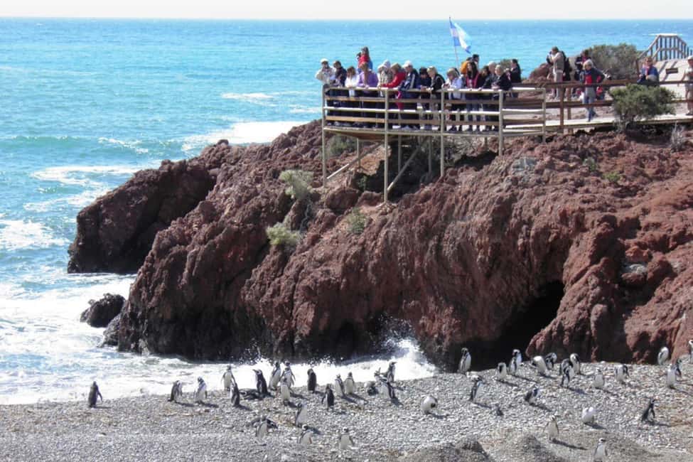 Bild Nr. 7 von Ab Puerto Madryn: Tagestour nach Punta Tombo mit Hoteltransfer Aktivität in Chubut Provinz, hochgeladen vom Anbieter