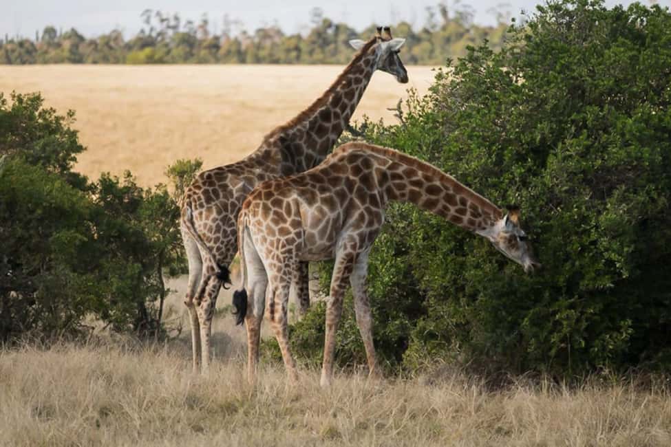 image n.4 of Plettenberg Bay Game Reserve: 2-Hour Game Drive activity in Western Cape, uploaded by supplier