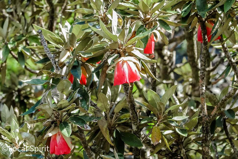image n.25 of Le Morne Brabant : Mountain Hike with Local Guides activity in Mauritius, uploaded by supplier