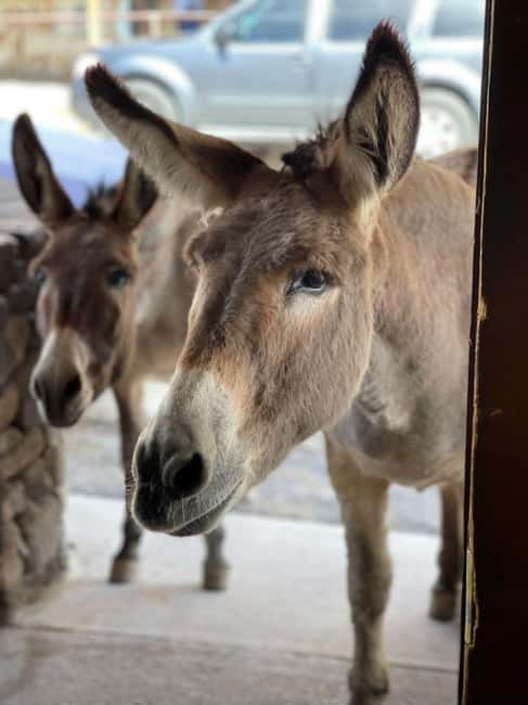 image n.3 of Oatman / RT66 3 in 1 Combo Tour activity in Arizona, uploaded by supplier