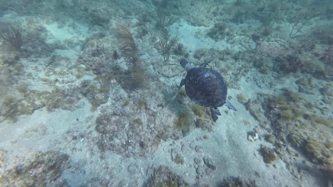 imagen n.º 25 de Fort Lauderdale: Excursión y alquiler de esnórquel SEABOB Ultimate actividad en Fort Lauderdale, subida por el proveedor