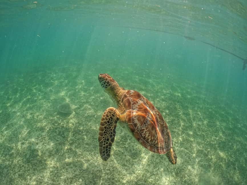 afbeelding n.6 van Playa del Carmen/Tulum: Akumal Beach met snorkelen met schildpadden activiteit in Akumal, geüpload door aanbieder