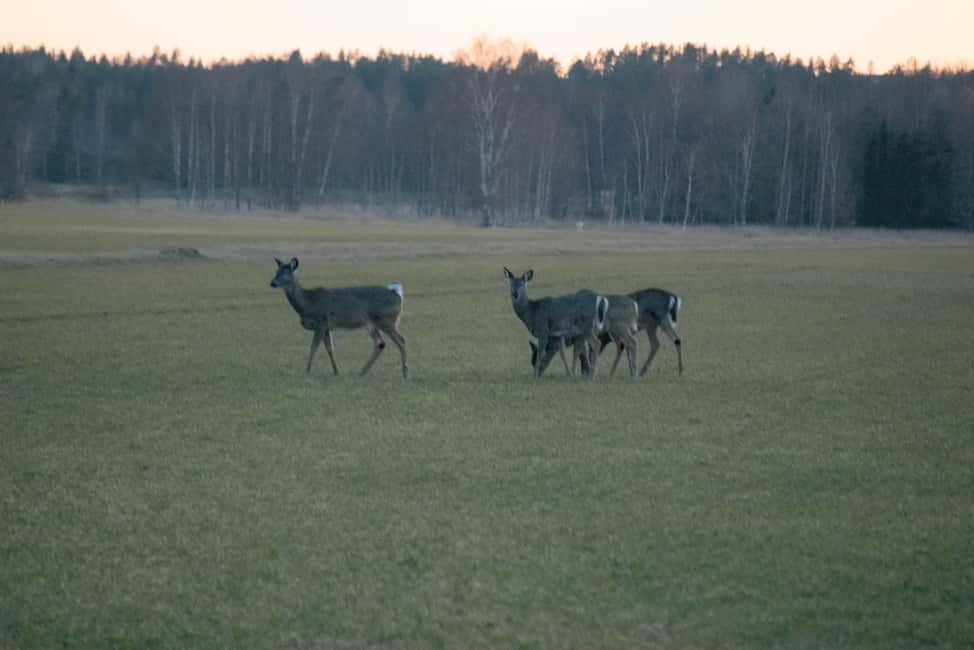 kuva n.11/Villieläinsafari leirinuotioillallisella Helsingistä käsin aktiviteetista Suomenlahti, jonka toimittaja on ladannut
