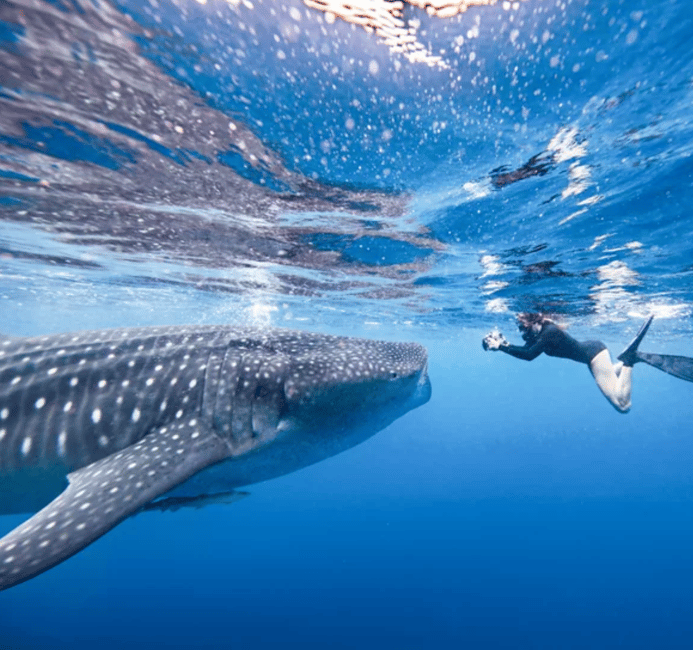 image n.1 of AMAZING SUMBAWA WHALE SHARK TOUR activity in West Nusa Tenggara, uploaded by supplier