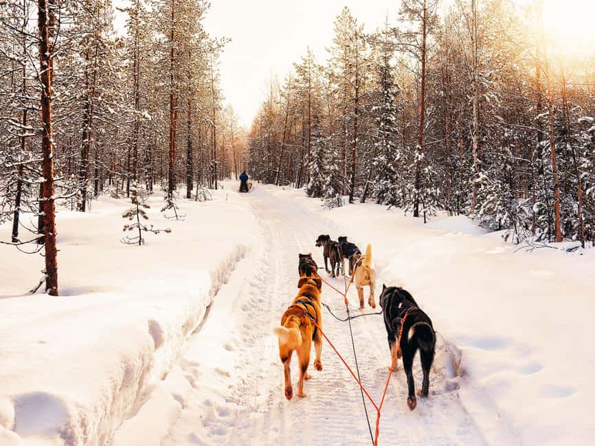 image n.1 of 4hr Dog Sledding Trip on Finnmarksvidda activity in Alta, uploaded by supplier