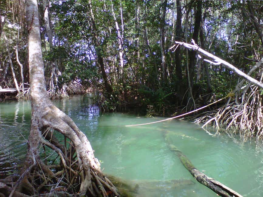 Image N°16 de Depuis Mérida : Visite de la réserve de biosphère de Ria Celestun activité à Celestún, publiée par le prestataire