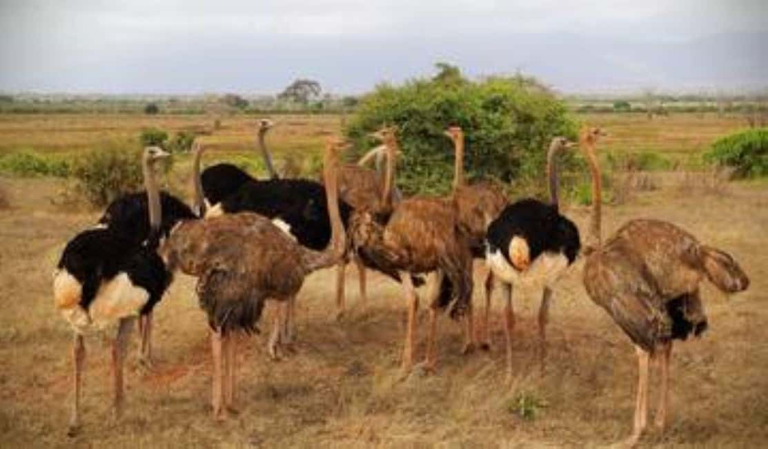 image n.44 of 2-Days Wildlife Safari to Tsavo East & Tsavo West Park activity in Coast Province, uploaded by supplier