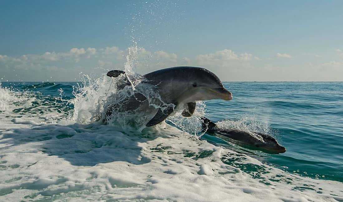 image n.2 of Clearwater Beach: Dolphin Excursion - Flippers Fun Boat activity in Clearwater, uploaded by supplier