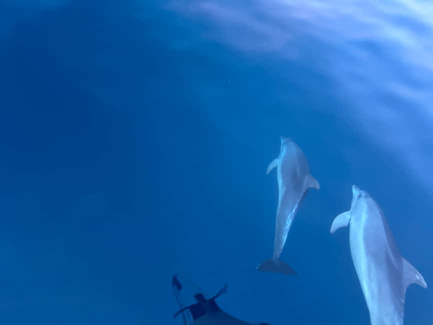 Bild Nr. 50 von Pula: Delfinbeobachtung & Sonnenuntergangskreuzfahrt mit Abendessen & Getränken Aktivität in Pula, Kroatien, hochgeladen vom Anbieter