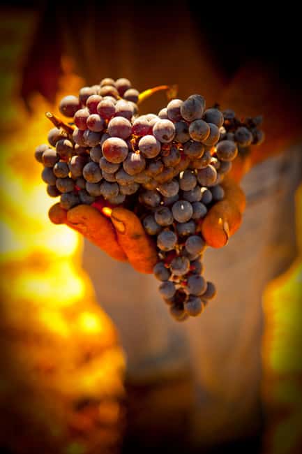 image n.5 of Visit to Colares Vineyards - Hélder Cunha Winemaker activity in Colares, uploaded by supplier