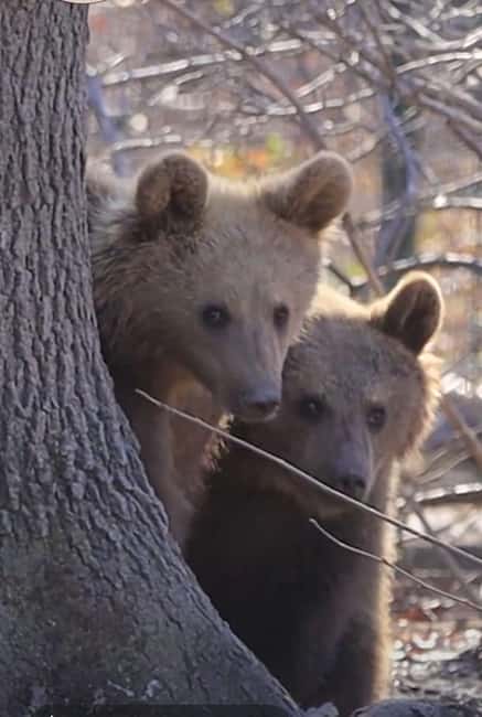 image n.7 of Legends&Wildlife Awaits: Dracula's Castle & Bear Sanctuary activity in Brasov, uploaded by supplier