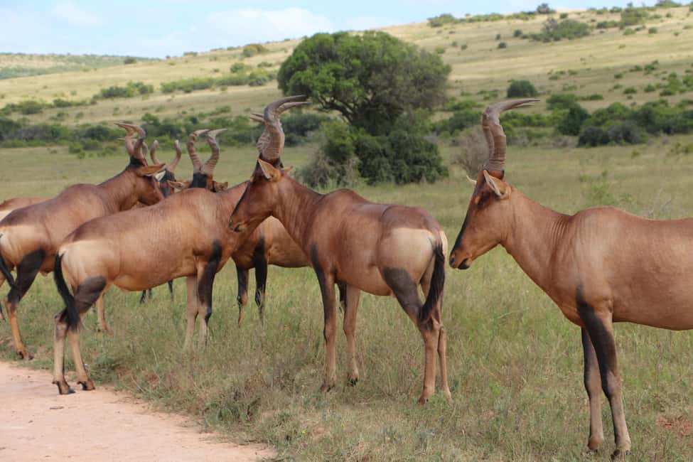 image n.11 of Addo Elephant National Park Game Drive Day Tour With Lunch activity in Eastern Cape, uploaded by supplier