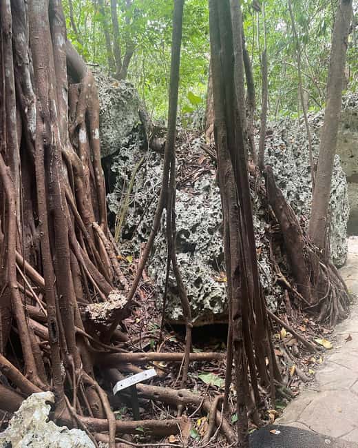 imagem n.18 de Excursão e transporte para as cavernas Green Grotto atividade em Clarendon, carregada pelo fornecedor