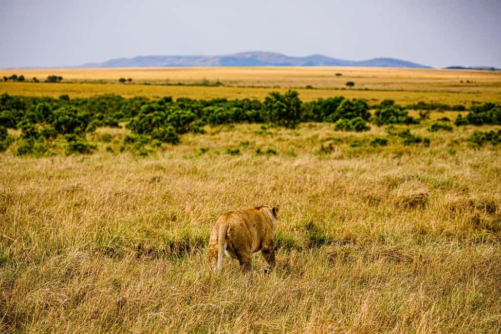 Image N°34 de Au départ de Nairobi : Safari en groupe de 3 jours et 2 nuits dans le Maasai Mara activité à Province centrale du Kenya, publiée par le prestataire