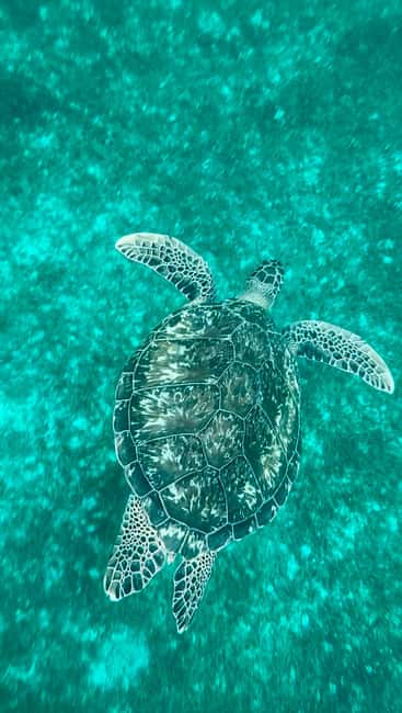 Image N°5 de Martinique : Découverte des tortues et des anses coralliennes activité à Les Anses-d’Arlet, publiée par le prestataire