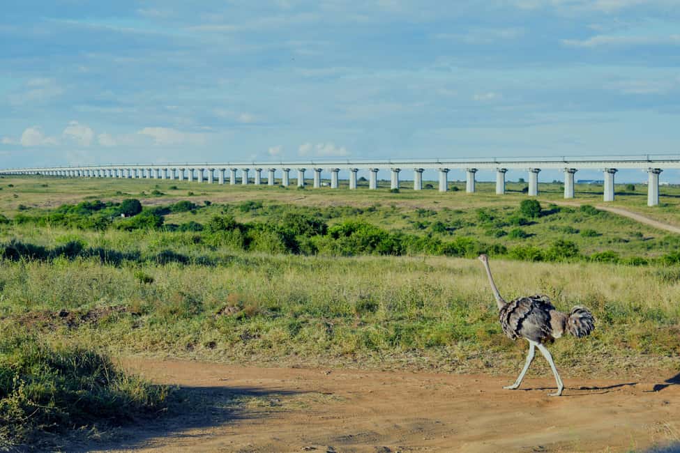 Image N°25 de Au départ de Nairobi : Safari en groupe de 3 jours et 2 nuits dans le Maasai Mara activité à Province centrale du Kenya, publiée par le prestataire