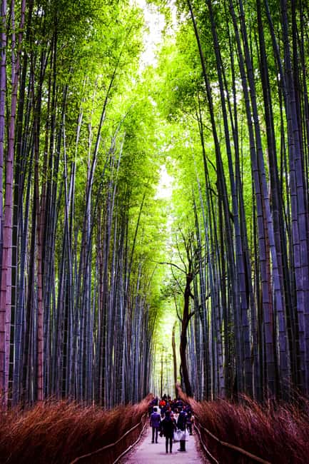 Immagine nº 9 di Da Tokyo: Tour privato di 7 giorni di Tokyo, Kyoto, Osaka e Nikko attività a Tokyo, caricata dal fornitore