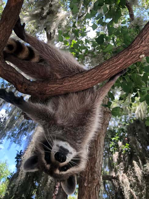 Immagine nº 8 di Da Lafitte: tour della palude a sud di New Orleans in motoscafo attività a New Orleans, caricata dal fornitore