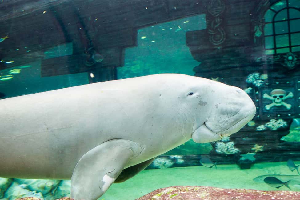 image n.5 of SEA LIFE Sydney Aquarium Entry Ticket activity in Sydney, uploaded by supplier