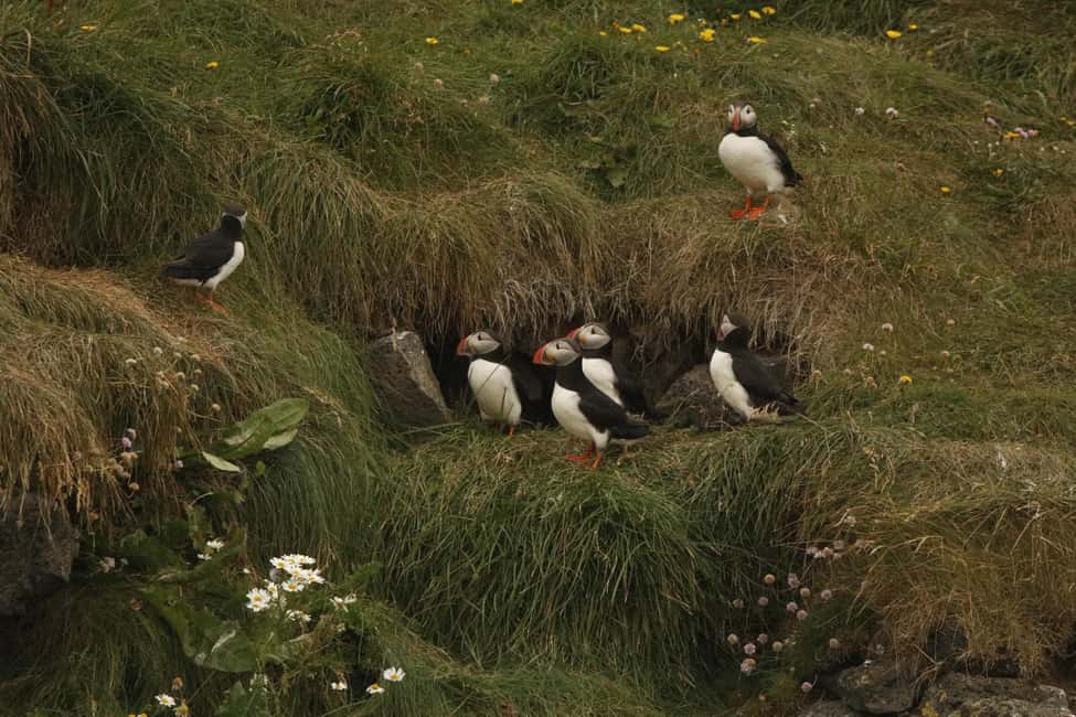 bild nr.8 av Reykjavik: RIB-båttur för val- och lunnefågelskådning aktivitet i Reykjavik, uppladdad av arrangören