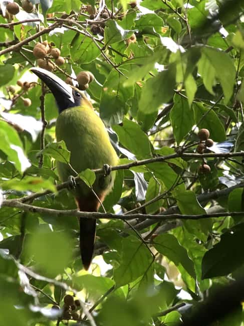 image n.66 of Carara National Park: Best Tour Carara National Park-One Day activity in Puntarenas Province, uploaded by supplier