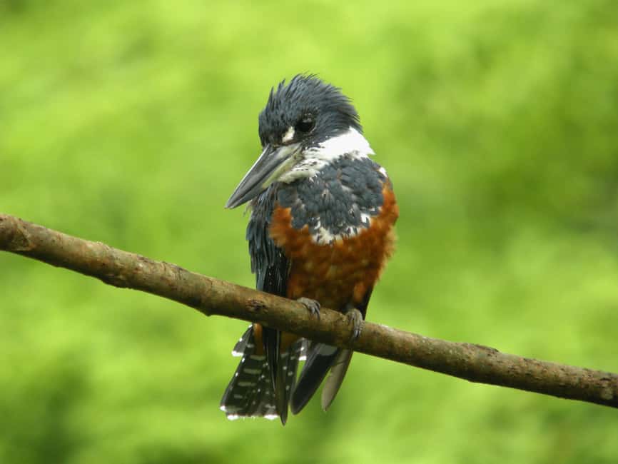 image n.24 of Carara National Park: Best Tour Carara National Park-One Day activity in Puntarenas Province, uploaded by supplier