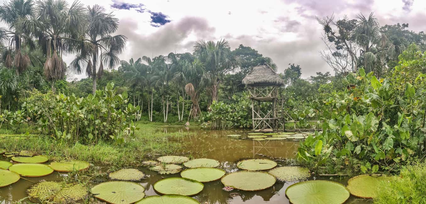 image n.2 of Puerto Nariño: Three days Amazon Jungle and Lakes tour activity in Huanuco Region, uploaded by supplier