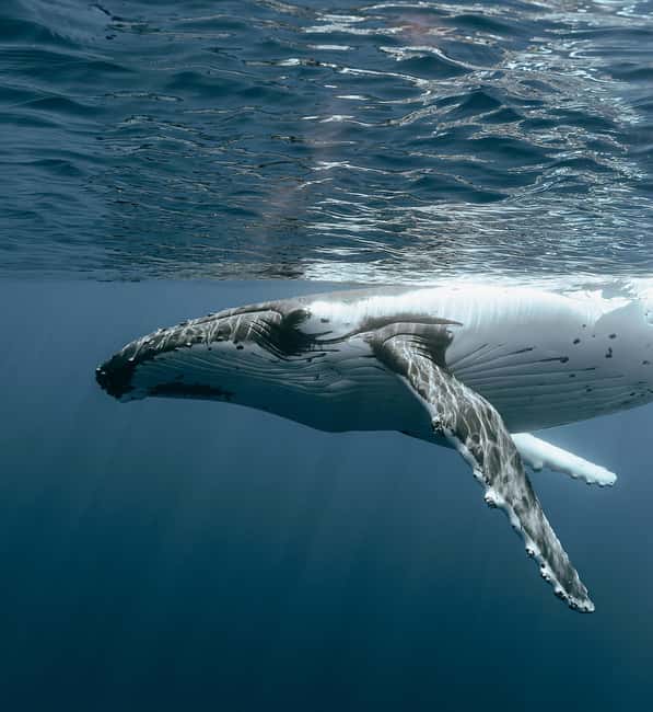 image n.4 of Moorea: Whale Watching Half-Day Shared Tour activity in Windward Islands, French Polynesia, uploaded by supplier