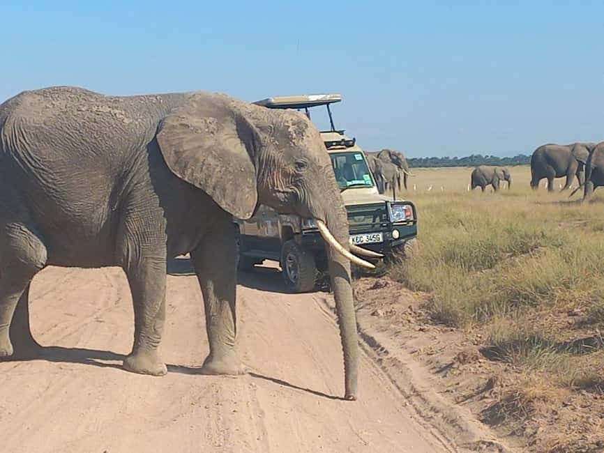 image n.15 of DAY TRIP AMBOSELI NATIONAL PARK FROM NAIROBI BUDGET SAFARI. activity in Central Kenya, uploaded by supplier