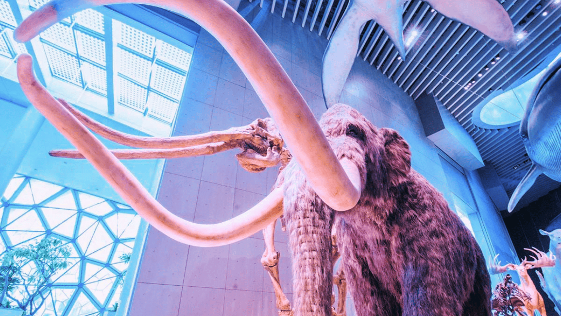 Image N°3 de Shanghai : Musée d'histoire naturelle Billet d'entrée activité à Shanghaï, publiée par le prestataire